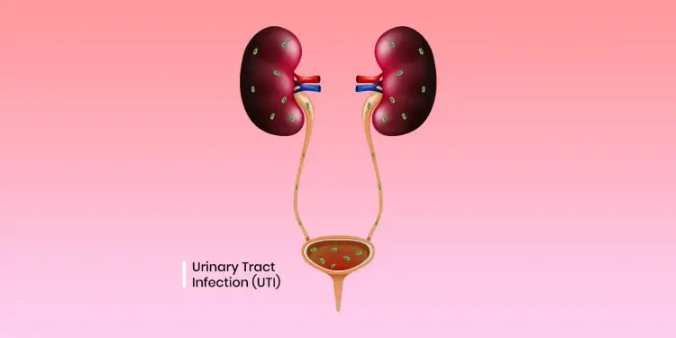 Support Your Urinary Tract and Strengthen Bones