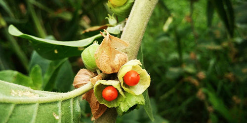 simply herbal ashwagandha