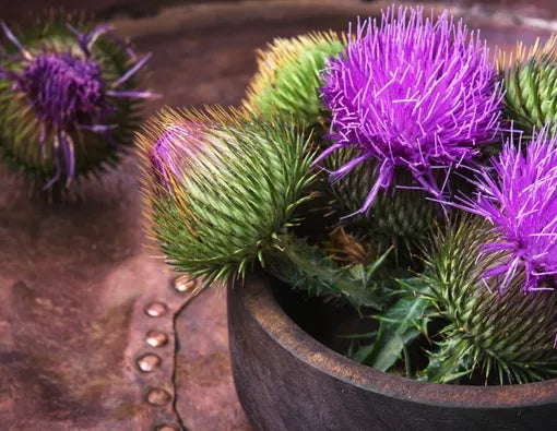 Exploring the Benefits of Milk Thistle Supplements for Liver Health