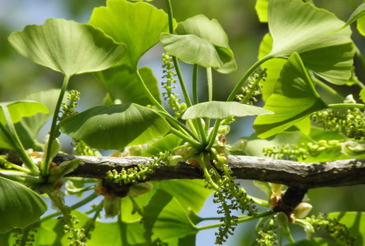 Discover the Ultimate Benefits of Ginkgo Biloba