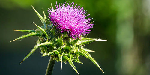 Discovering the Potency of Milk Thistle: A Natural Liver Support