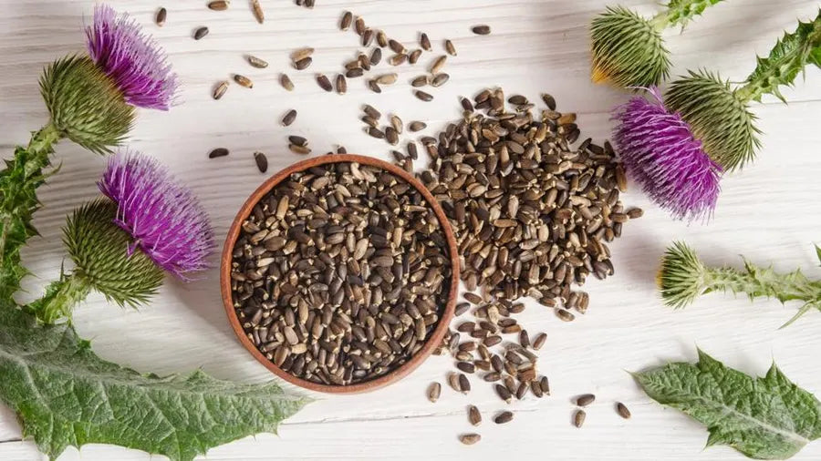 Exploring Milk Thistle: Benefits for Liver Health and More