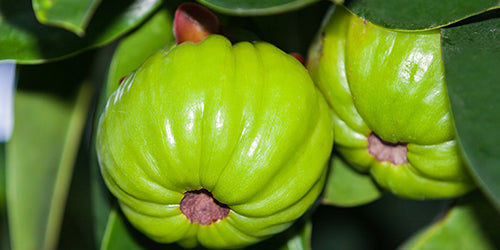 Safe and Effective Weight Management With Pure Garcinia Cambogia