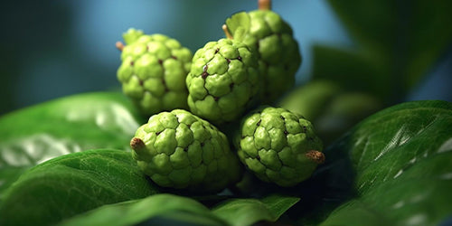 Noni Gold Juice Energy Drink is Made from Noni Fruit