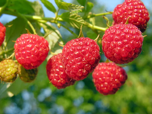 The Amazing Science Behind Simply Herbal Raspberry Ketone!