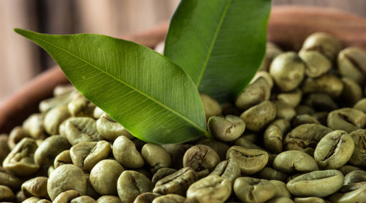 Green coffee extract