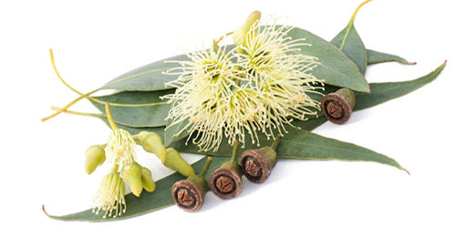 Amazing Health Benefits, Faqs & Fun Facts About Eucalyptus – SimplyHerbal