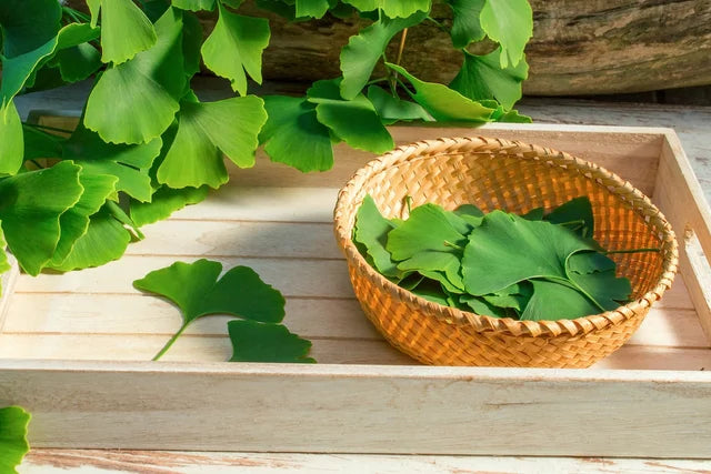 The Best Ginkgo Biloba and Brahmi Capsules for Cognitive Health!