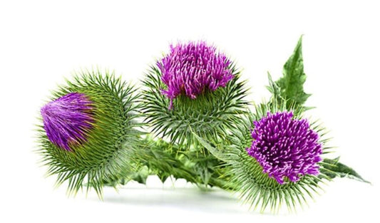 The Most Effective Way to Cleanse Your Liver: Simply Herbal's Milk Thistle Extract !