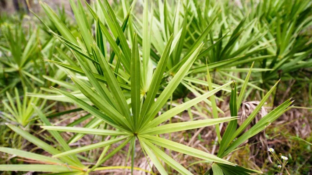 The Science Behind Saw Palmetto Extract for Men's Health!